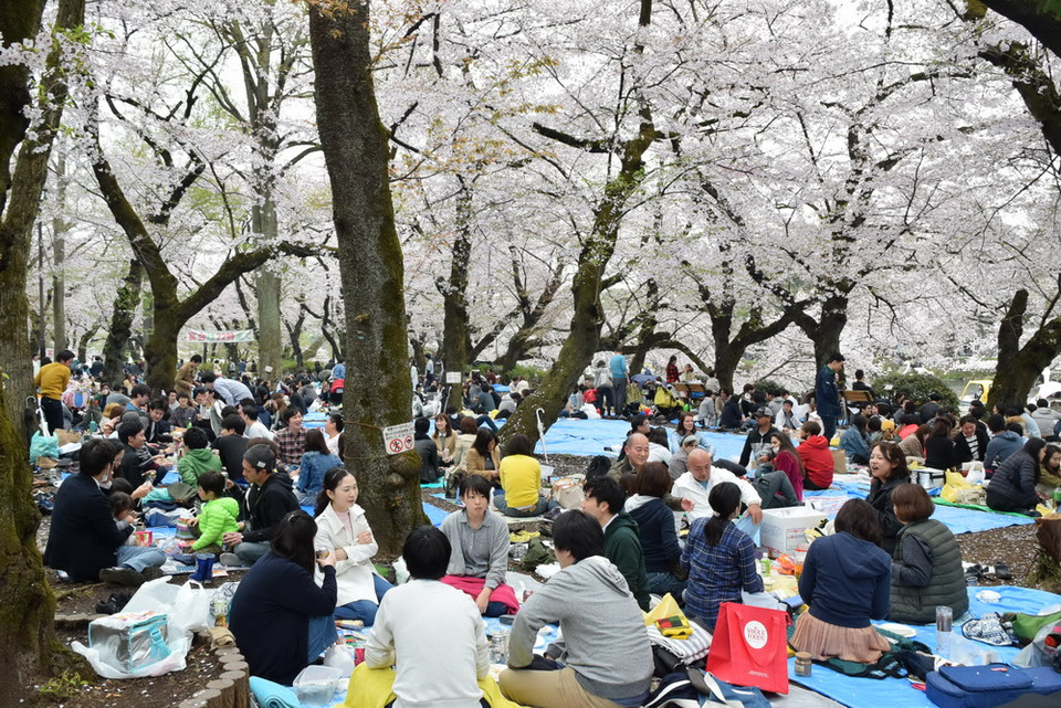 Mùa anh đào nở là dịp để người Nhật Bản cùng gia đình thư giãn, tận hưởng vẻ đẹp thiên nhiên. Ảnh: Nguyễn Tuyến/Vietnam+)