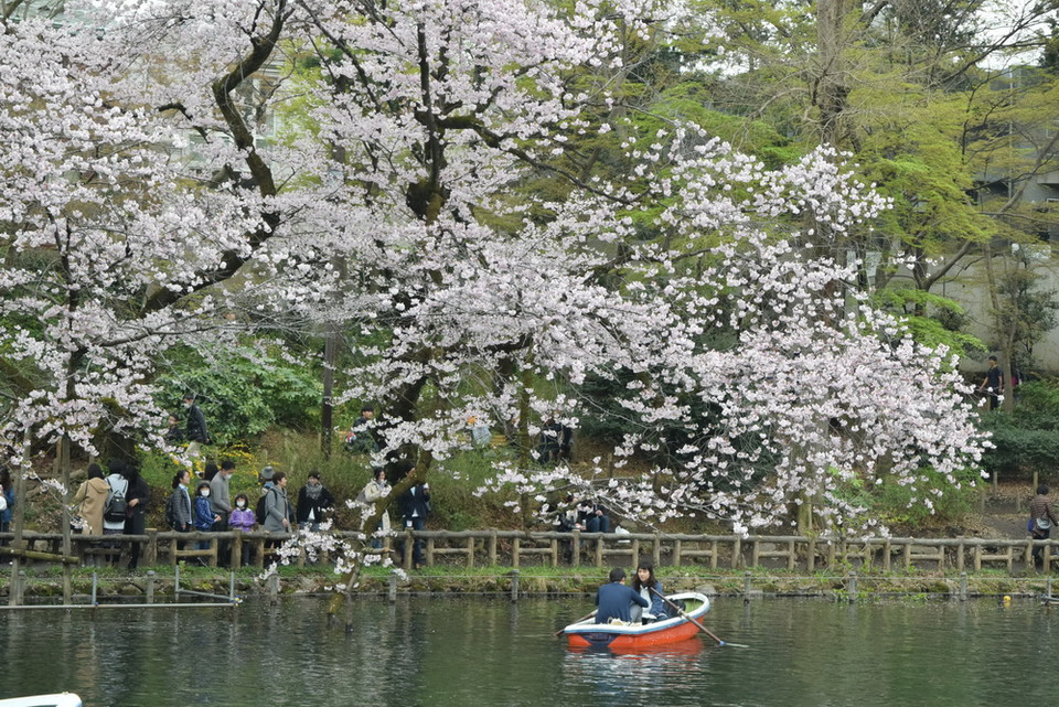 Lãnh mạn chèo thuyền giữa khung cảnh đầy hoa. (Ảnh: Nguyễn Tuyến/Vietnam+)