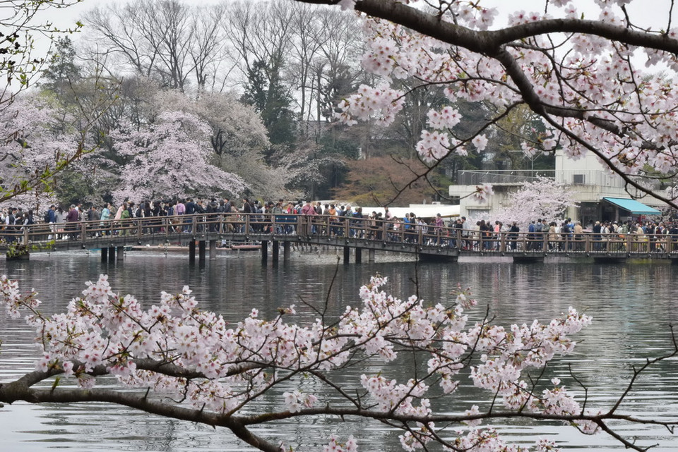 Phủ khắp công viên Inokashira, Tokyo, là sắc hồng, sắc trắng của những bông hoa anh đào. (Ảnh: Nguyễn Tuyến/Vietnam+)