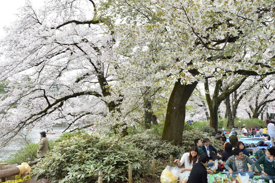 Những cánh hoa đào làm bừng sáng một góc trời. (Ảnh: Nguyễn Tuyến/Vietnam+)