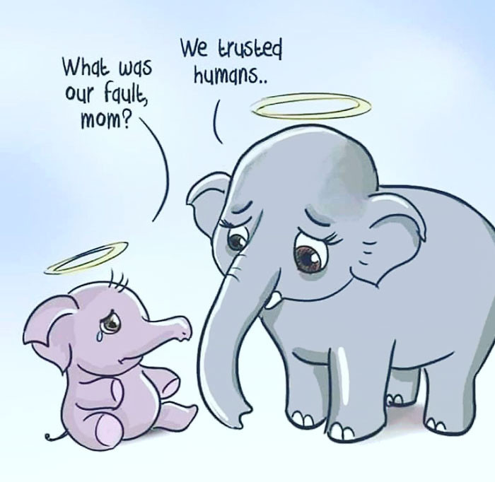 Dù không xác định được có ai đó cố tình đưa quả dứa cho con voi hay không, thì cái bẫy đó vẫn là quá tàn nhẫn đối với động vật. (Nguồn: Boredpanda.com)