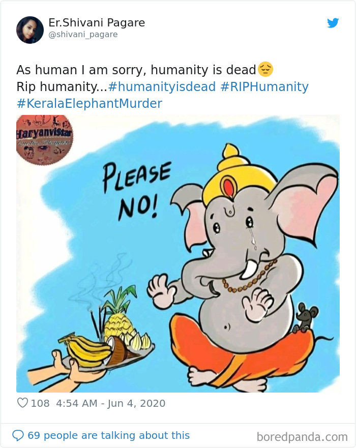 Những quả dứa chứa thuốc nổ được con người dùng để xua đuổi, săn bắt động vật hoang dã bất chấp hậu quả. (Nguồn: Boredpanda.com)