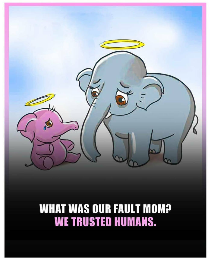 Và người ta cho rằng con voi đáng thương không đơn giản chết vì một tai nạn, mà chết vì sự tin tưởng vào lòng tốt của con người. (Nguồn: Boredpanda.com)