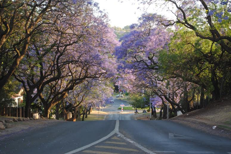 Pretoria lại được khoác một "tấm áo" rực rỡ. (Ảnh: Minh Đức/Vietnbam+) Nam Phi, một quốc gia ở Nam Bán cầu đang bước vào mùa Xuân. Thủ đô Pretoria của Nam Phi được mệnh danh là "Thành phố Jacaranda," bởi ở đây có tới 70.000 cá thể Jacaranda - một loài cây thân mộc thuộc họ Bignoniaceae, nom giống cây phượng nhưng cho hoa màu tím hồng. Vào tháng 10 hàng năm, khi mùa Xuân về, Pretoria lại được khoác một "tấm áo" rực rỡ không chỉ nhờ Jacaranda mà nhiều loài hoa khác, trong đó phổ biến là hoa hồng, oải hương... Jacaranda được trồng ở khắp nơi trong thành phố - trên đường phố, công viên và trong các biệt thự rộng lớn vốn là đặc trưng của thành phố này. Jacarandas có nguồn gốc từ Nam Mỹ. Nam Phi bắt đầu du nhập loài cây này từ Argentina vào đầu thập kỷ 1880, với 2 cây đầu tiên được trồng trong một ngôi trường ở quận Arcadia vào năm 1888. Jacaranda đã trở thành một nét không thể thiếu trong bức tranh văn hóa của Pretoria. Một đài phát thanh địa phương thậm chí còn được đặt tên là Jacaranda FM. Ngoài ra, còn có một huyền thoại trong giới sinh viên của Đại học Pretoria rằng nếu ai may mắn được một bông Jacaranda đậu lên đầu thì người đó sẽ vượt qua tất cả kỳ thi sắp diễn ra vào dịp cuối năm. Đáng buồn thay, do Jacaranda là loài cây du nhập, nó được coi là một loài cây "xâm lăng" và do đó không có cây mới nào được phép trồng. Gần đây, Nam Phi đã thông qua luật cho phép những cây hiện hữu được tiếp tục tồn tại, nhưng chúng sẽ không được thay thế khi chết đi.