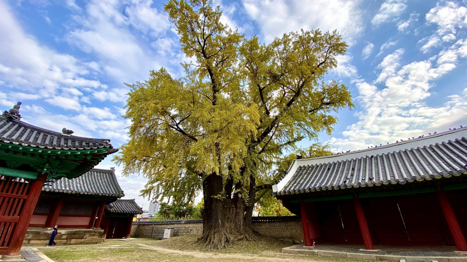 Các cây cổ thụ có tuổi đời hàng trăm năm trong khuôn viên Đại học Sungkyungkwan. (Ảnh: Anh Nguyên/Vietnam+)