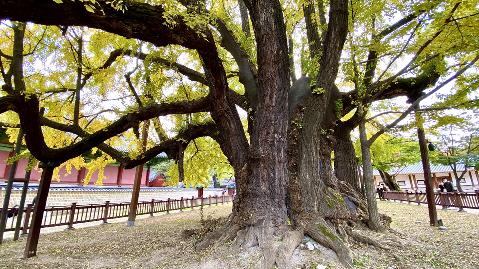 Các cây cổ thụ có tuổi đời hàng trăm năm trong khuôn viên Đại học Sungkyungkwan. (Ảnh: Anh Nguyên/Vietnam+)