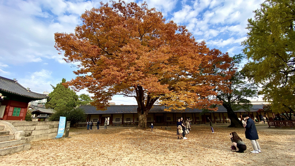 Các cây cổ thụ có tuổi đời hàng trăm năm trong khuôn viên Đại học Sungkyungkwan. (Ảnh: Anh Nguyên/Vietnam+)