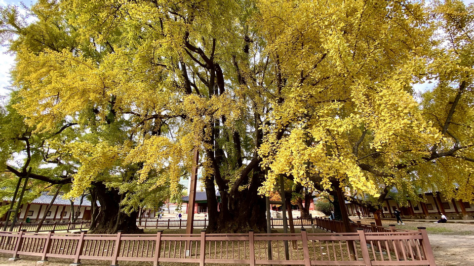 Chiều dài của nhánh cây 22m theo hướng Đông-Tây và 22m hướng Bắc-Nam đã được gia cố thêm các cọc chống đỡ. (Ảnh: Anh Nguyên/Vietnam+)