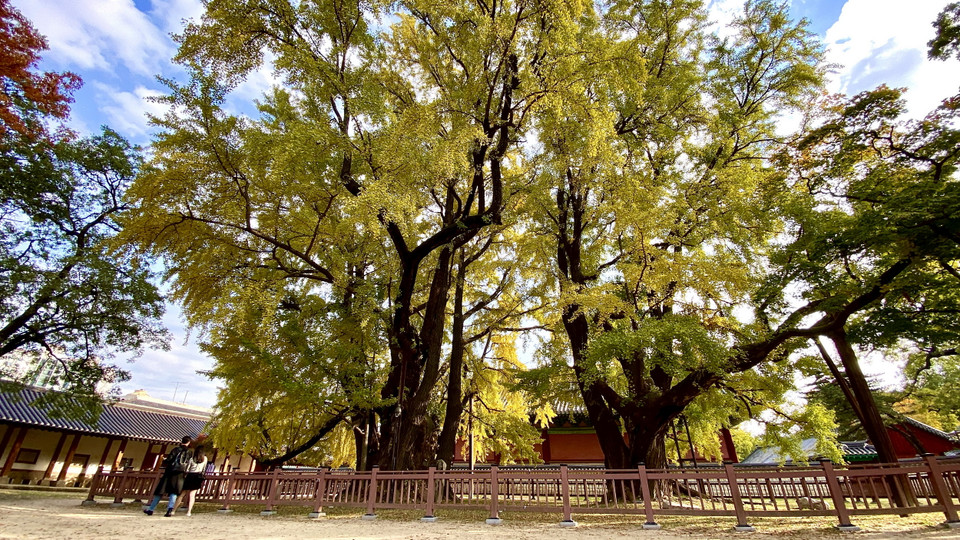 Cùng với cây ngân hạnh ở làng cổ Jeonju, đây là 2 cây ngân hạnh có tuổi đời lên tới 600 năm hiếm hoi còn sót lại ở Xứ sở Kim chi. (Ảnh: Anh Nguyên/Vietnam+)