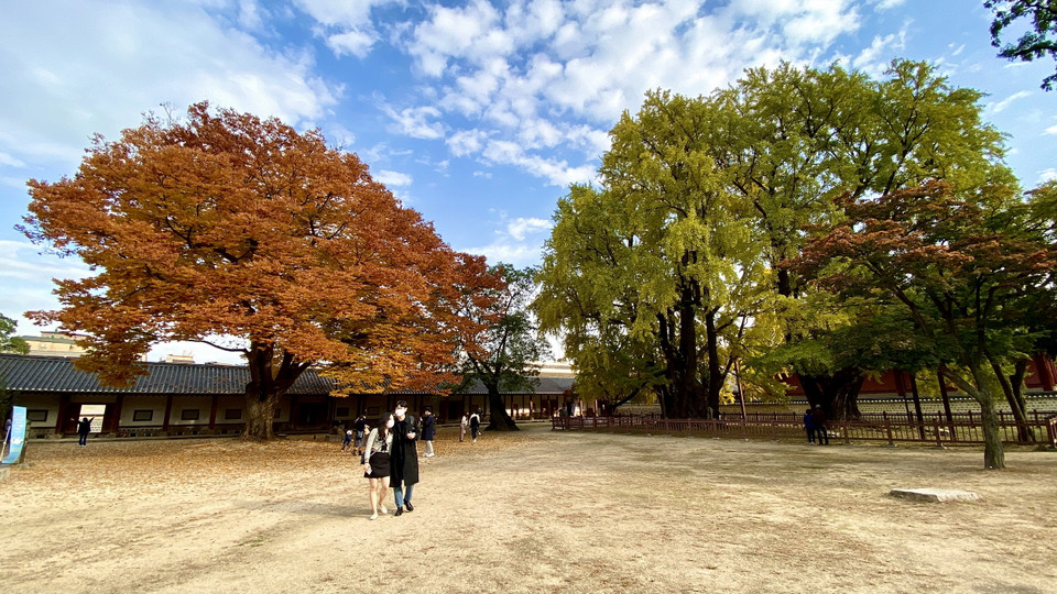 Điểm thu hút nhất ở đây vẫn là những cây ngân hạnh cổ được trồng trước đền thờ Khổng Tử và Đài tưởng niệm tự nhiên số 59 của Hàn Quốc. (Ảnh: Anh Nguyên/Vietnam+)