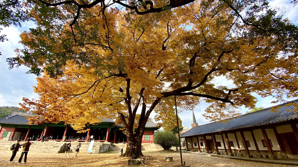 Các cây cổ thụ có tuổi đời hàng trăm năm trong khuôn viên Đại học Sungkyungkwan. (Ảnh: Anh Nguyên/Vietnam+)