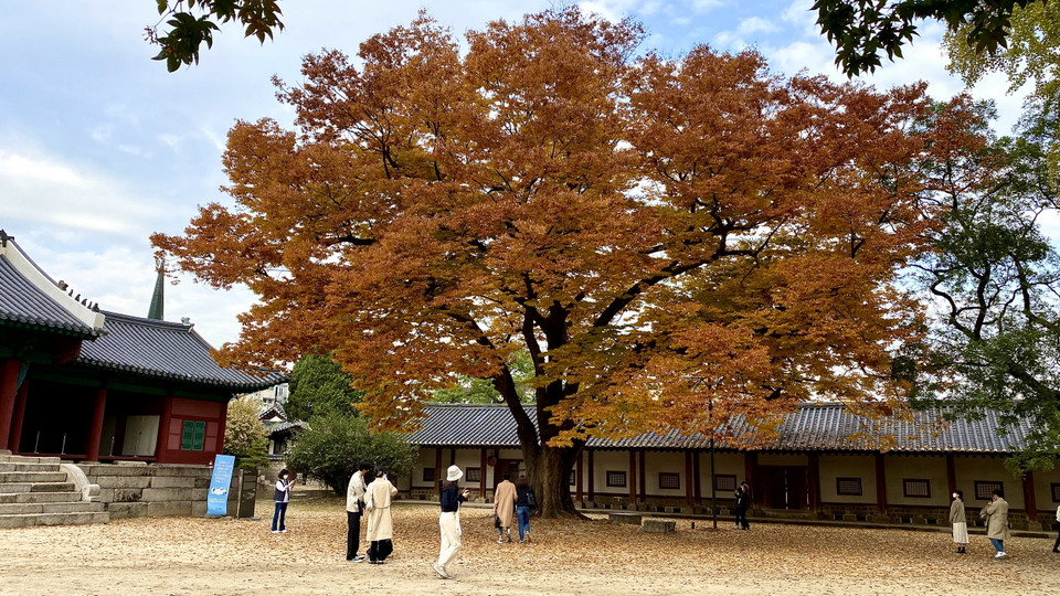 Cây hoa anh đào cổ thụ trong khuôn viên Đại học Sungkyungkwan. (Ảnh: Anh Nguyên/Vietnam+)