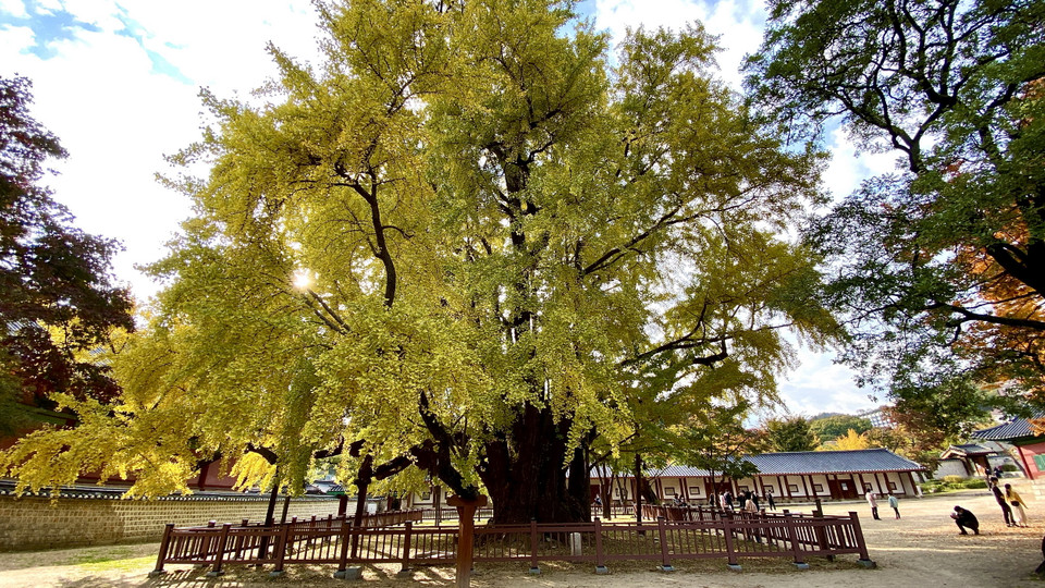 Các cây cổ thụ có tuổi đời hàng trăm năm trong khuôn viên Đại học Sungkyungkwan. (Ảnh: Anh Nguyên/Vietnam+)