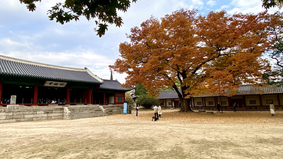 Cây hoa anh đào cổ thụ trong khuôn viên Đại học Sungkyungkwan. (Ảnh: Anh Nguyên/Vietnam+)