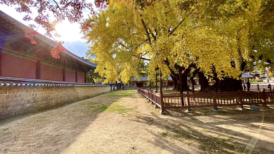 Người trồng hai cây ngân hạnh này chính là Yun Tak đứng đầu Học viện Nho giáo quốc gia Hàn Quốc vào khoảng thời điểm đó. (Ảnh: Anh Nguyên/Vietnam+)