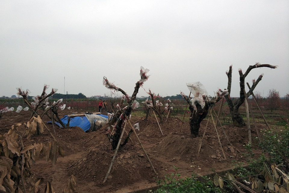 Những gốc đào cổ thụ đã kịp trồng để phục vụ mùa hoa năm sau. (Ảnh: T.H/Vietnam+)