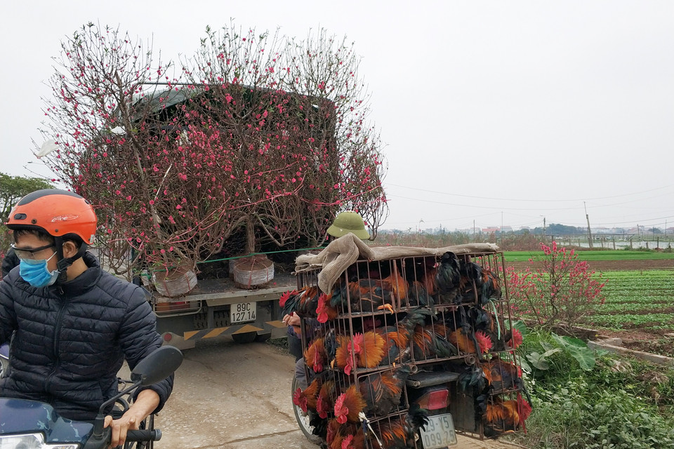 Những chuyến xe lặc lè chở hoa đào tới nội thành Hà Nội và các tỉnh lân cận. (Ảnh: T.H/Vietnam+)