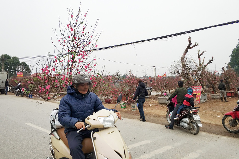 Không khí mua bán khá sôi động. Theo nhiều người dân, hoa đào năm nay có giá cao và nhờ thời tiết, hoa cũng đẹp hơn năm trước. (Ảnh: T.H/Vietnam+)