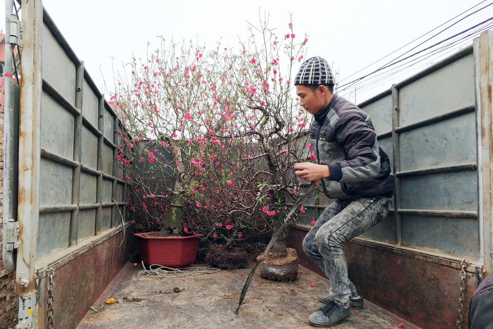 Nhiều người cũng tranh thủ tới vựa hoa của Thường Tín để cất buôn hoa đào. (Ảnh: T.H/Vietnam+)