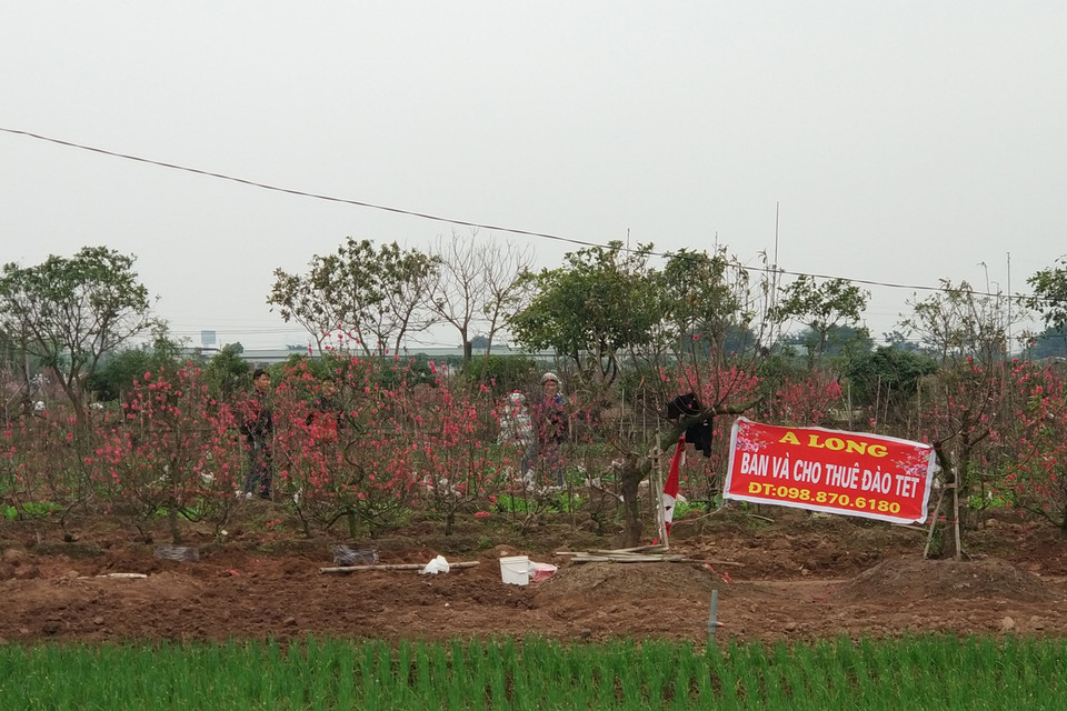 Nhiều người dân huyện Thường Tín, thậm chí cả ở nội thành Hà Nội cũng về xã Vân Tảo để lựa chọn hoa đào ưng ý trưng Tết. (Ảnh: T.H/Vietnam+)
