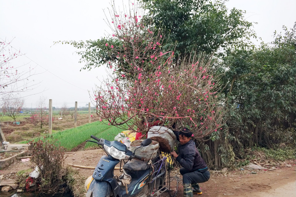 Ngoài bán tại vườn, người dân cũng tranh thủ chở hoa đi các vùng để bán với giá cao hơn. (Ảnh: T.H/Vietnam+)