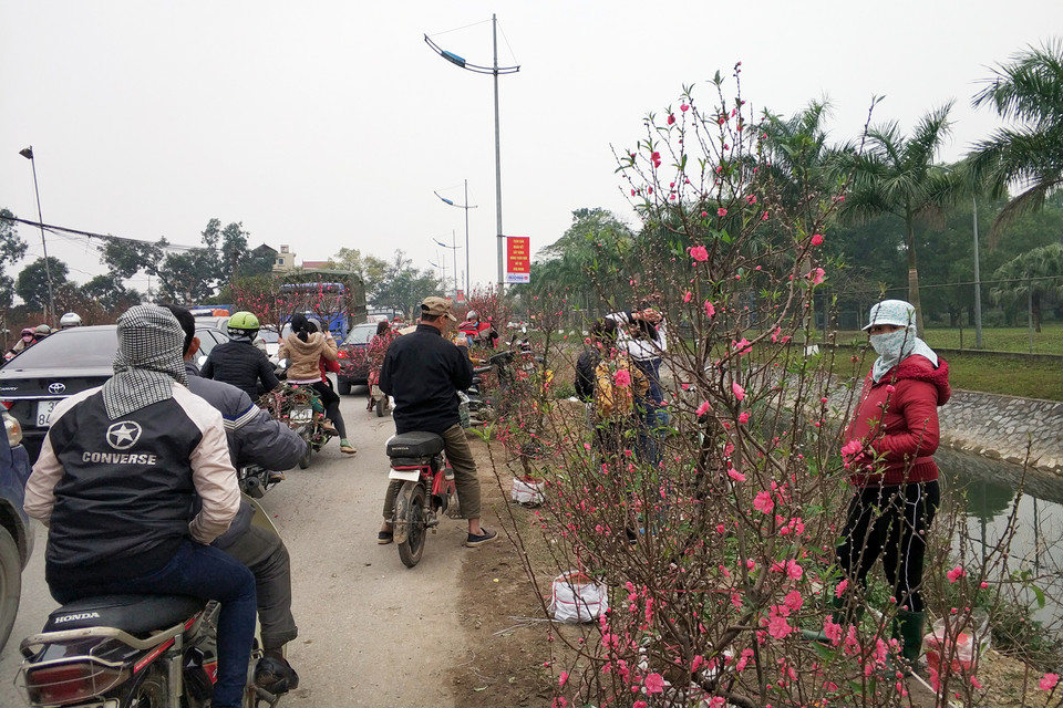 Dọc đường quốc lộ, người dân bày bán hoa đào dài cả vài km. (Ảnh: T.H/Vietnam+)