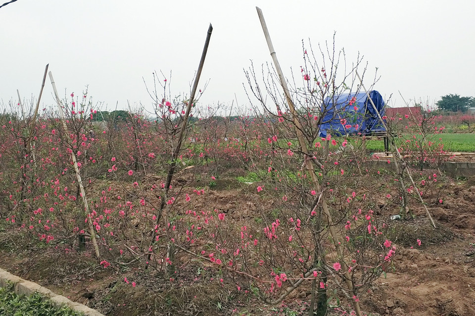 Nhiều nông dân còn cất lều giữa đồng để trông và bán hoa cho khách. (Ảnh: T.H/Vietnam+)