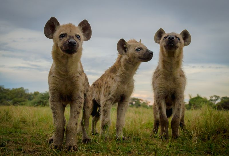 Ba chú chó sói con. (Nguồn: NatGeo)