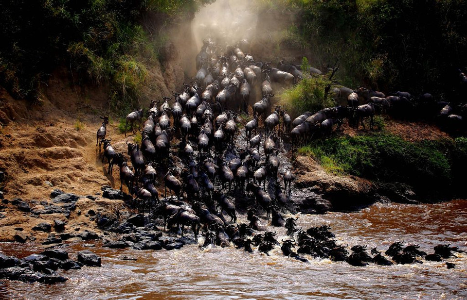 Cuộc đại di cư qua sông Mara của đàn dê rừng ở Maasai Mara, Kenya. (Nguồn: NatGeo) 