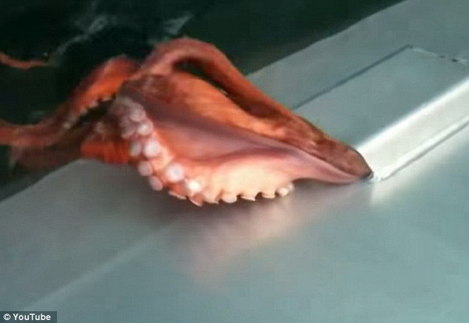 Con bạch tuộc khéo léo luồn qua lối thoát nước trên thuyền. (Nguồn: Daily Mail)