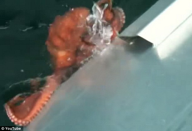 Con bạch tuộc lặn xuống biển trước sự ngỡ ngàng của Chance Miller. (Nguồn: Daily Mail)