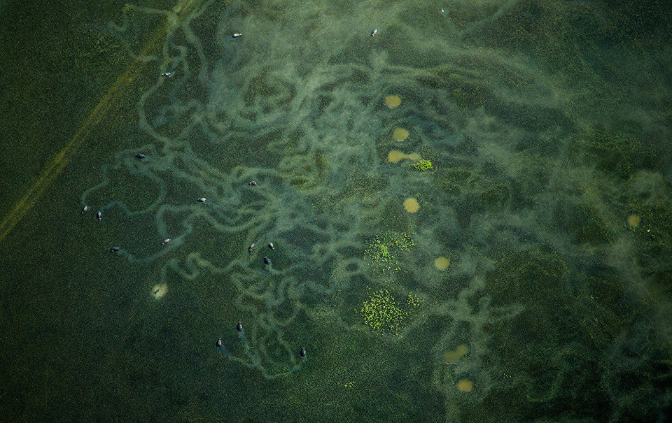 Bức ảnh có tên 'Con sứa' này chụp bãi chăn thả gia súc tại quận Feni. (Nguồn: Dailymail)