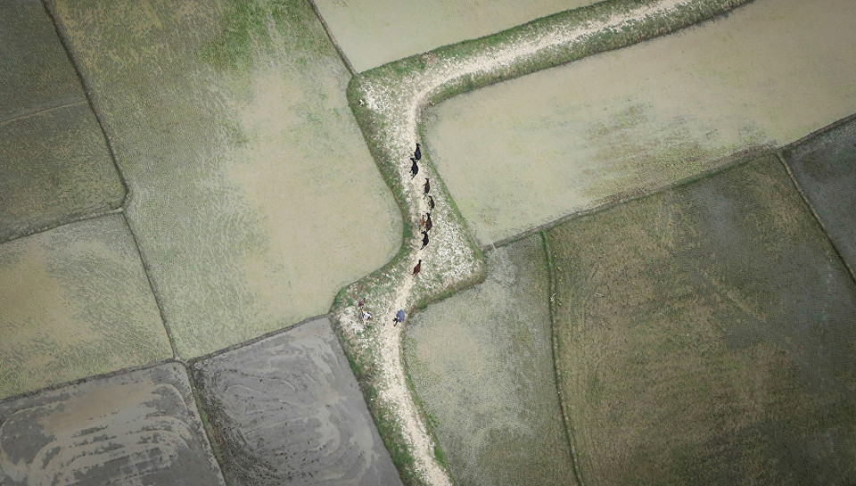 Đàn gia súc trên cánh đồng. (Nguồn: Sputnik)