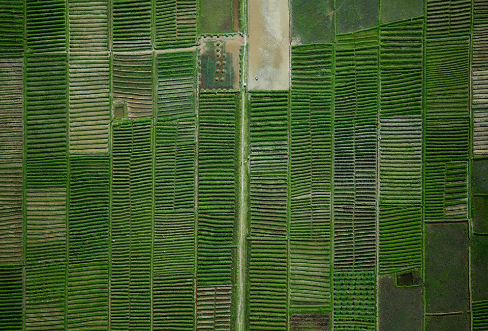 Những cánh đồng cũng mang một vẻ đẹp bất ngờ. (Nguồn: Sputnik)