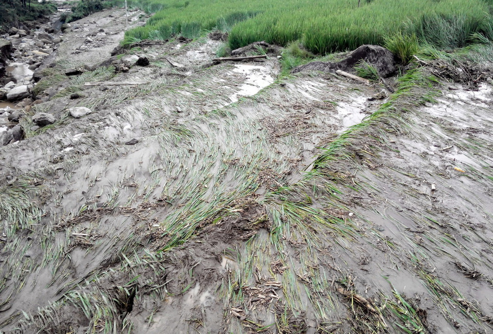 Lúa ở bản Thác Tình, thị trấn Bình Lư bị lũ tàn phá. (Ảnh: Nguyễn Công Hải/TTXVN)