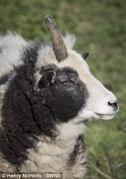 Chiếc sừng còn lại khiến Peanut nhìn giống như một chú kỳ lân. (Nguồn: Daily Mail)