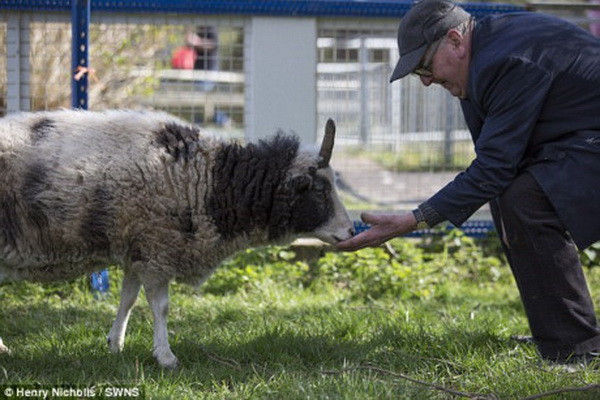 Ông Tucker thường đưa Peanut tới những trường học trong vùng để lũ trẻ có thể chiêm ngưỡng và làm quen với nó. (Nguồn: Daily Mail)