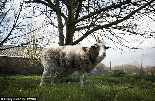 Peanut đã gặp một tai nạn bất ngờ và khiến sừng của nó bị gẫy. (Nguồn: Daily Mail)