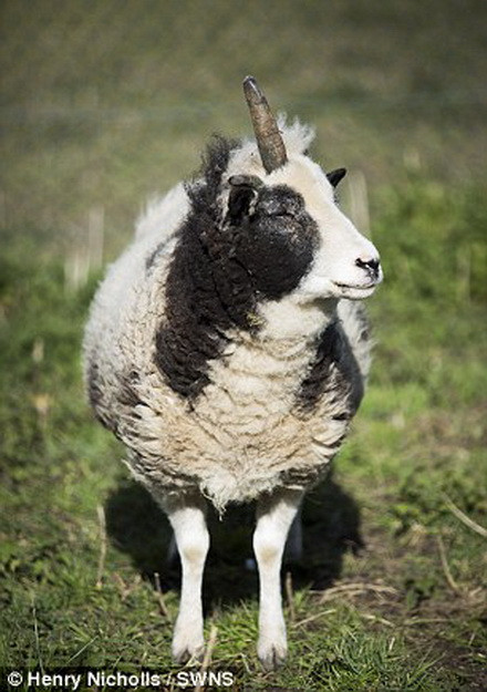  Với chiếc sừng khác lạ trên đầu, Peanut đã bất ngờ trở thành ngôi sao trong vùng. (Nguồn: Daily Mail)