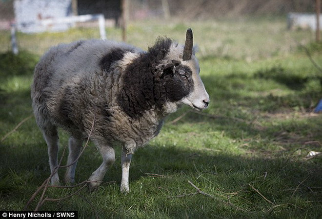 Peanut thuộc giống cừu Jacob. (Nguồn: Daily Mail)