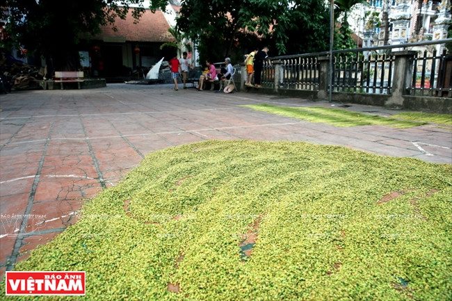 Vào mùa cốm, lúa nếp non được phơi đầy những sân đình và trên các sân nhà ở Mễ Trì. (Nguồn: Báo ảnh Việt Nam)