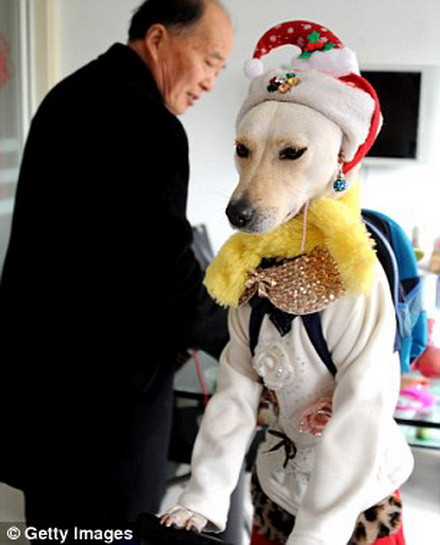 Xiaoniu luôn nhận được rất nhiều sự quan tâm mỗi khi xuất hiện trên đường. (Nguồn: Getty)