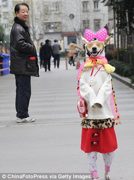 Xiaoniu luôn nhận được rất nhiều sự quan tâm mỗi khi xuất hiện trên đường. (Nguồn: Getty)