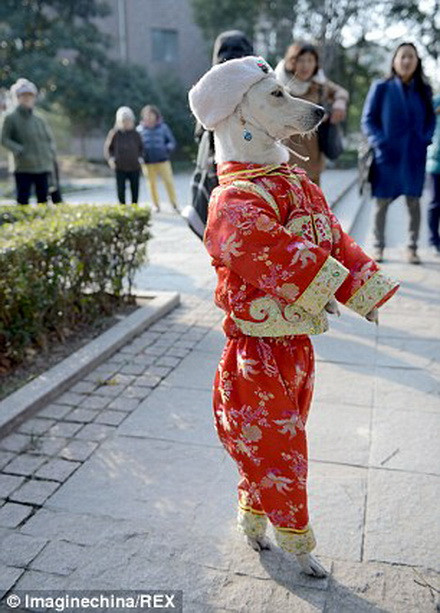 Xiaoniu thường diện những bộ trang phục sặc sỡ. (Nguồn: Rex)