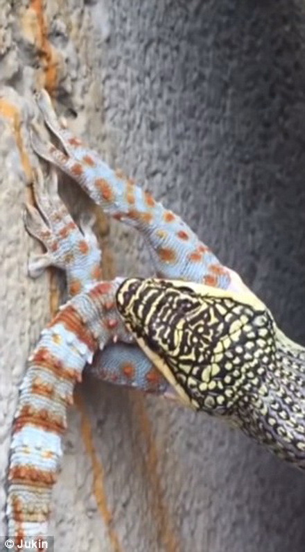 Chú tắc kè không thể chống cự nổi dù có kích thước khá tương đồng. (Nguồn: Daily Mail) 