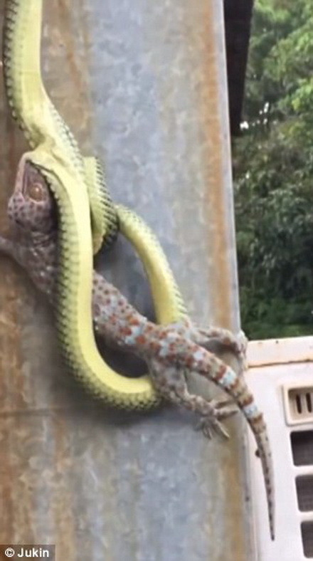Mục tiêu của chú rắn là con tắc kè bông. (Nguồn: Daily Mail) 