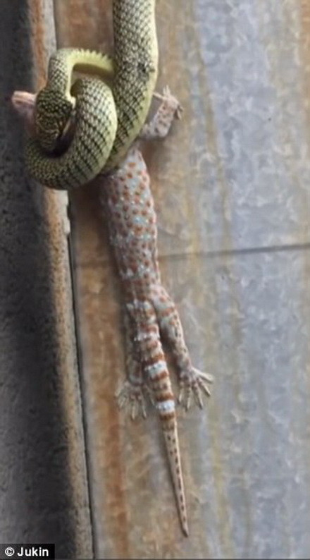 Khi thấy chú tắc kè bông ở phía trước con rắn đã lao tới. (Nguồn: Daily Mail) 