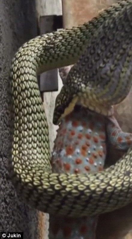 Cú ra đòn nhanh như chớp của con rắn đã khiến chú tắc kè bất ngờ. (Nguồn: Daily Mail) 