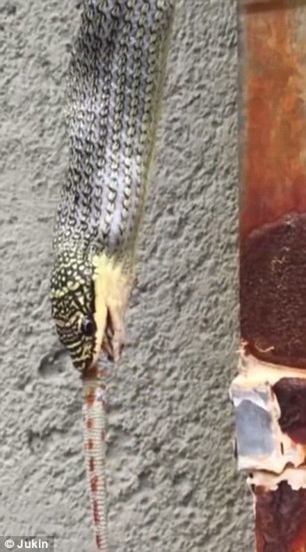 Con rắn nuốt chửng chú tắc kè tội nghiệp. (Nguồn: Daily Mail) 