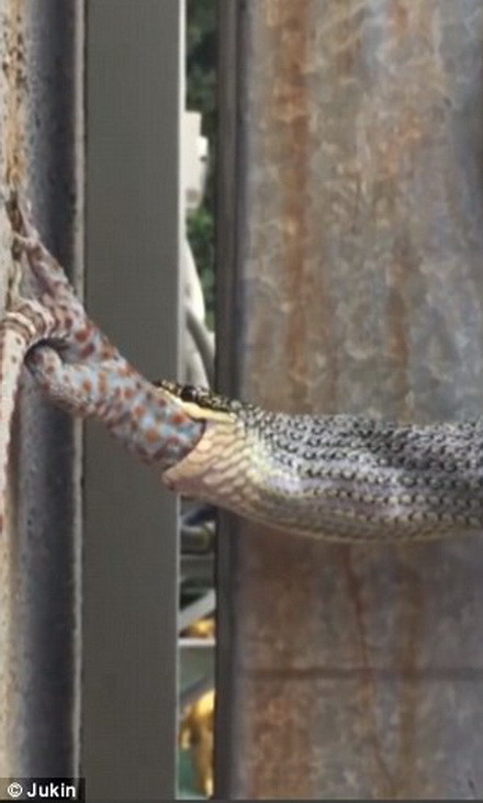 Chú rắn quấn chặt con mồi trước khi nuốt chửng. (Nguồn: Daily Mail) 